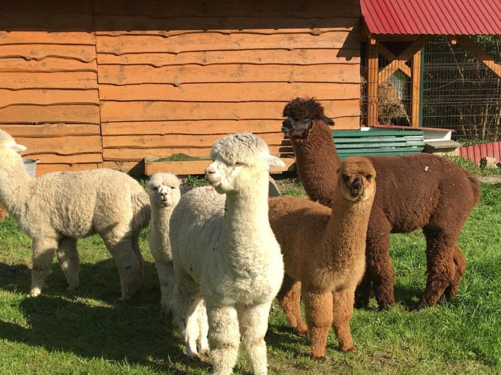 Hacjenda Alpaka Mini Zoo Villa Ubiad Eksteriør bilde